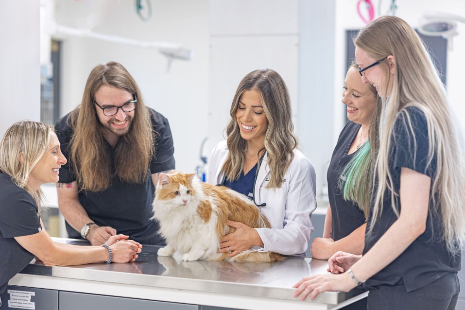 Two veterinarians attending to a smiling dog